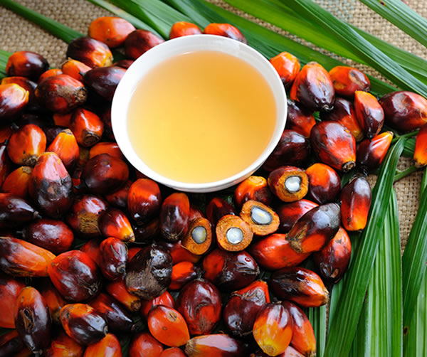 Venta de aceite de palma para restaurantes Aceite de palma